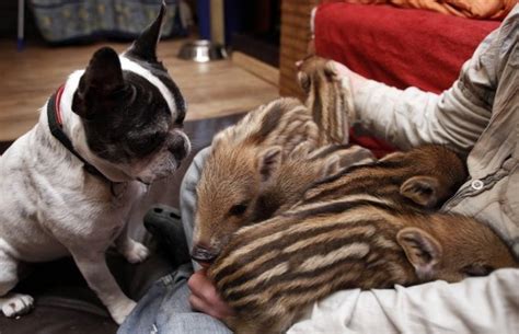 In Pictures Bulldog Adopts Six Wild Boar Piglets In Germany