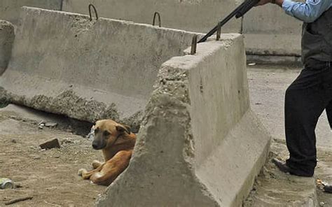 Taiping municipal council is a town hall in perak. Lawyers seek injunction to halt shooting of stray dogs by ...