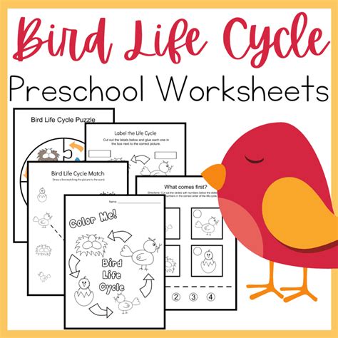 Life Cycle Of A Bird Worksheet Nicolle Packer