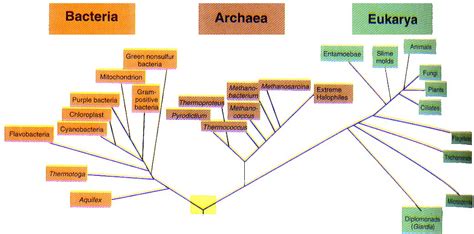 Los Tres Dominios Bacteria Archaea Y Eukarya Chefli