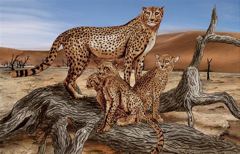 Family tree software draw your family tree diagram genopro. Cheetah Family Tree Drawing by Peter Piatt