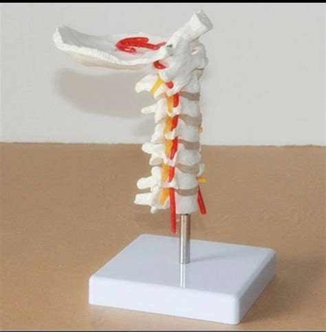 Cervical Spine Overview Gross Anatomy How To Relief Cervical