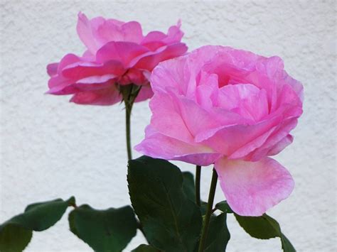 Pink Roses Flowers Free Photo On Pixabay Pixabay