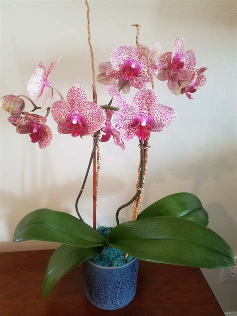 Long Lasting Potted Orchid In Seattle Wa Seattle Flower Truck