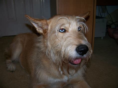 The berger picard is an engaging and comical dog. Berger De Picard | GreatDogSite