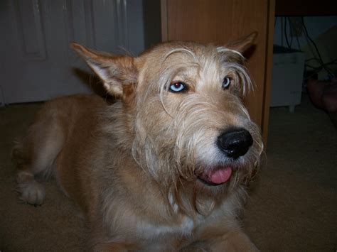 Thought to be the oldest of the french sheepdogs, the berger picard was brought to northern france and the pas de calais, in the 9th century by the franks. Berger De Picard | GreatDogSite