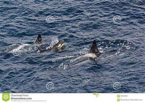 Killer Whale Orcinus Orca Shetlands Uk Stock Photo