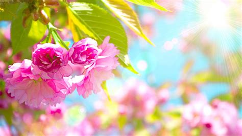 Bunch Of Pink Flowers With Leaves In Blur Background Hd Flowers
