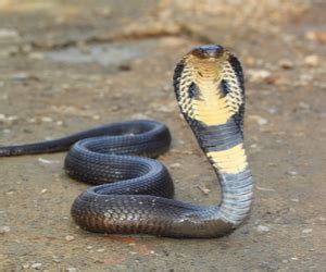 Snake sightings often feature them hunting on natural terrain for smaller prey like rats or other the king cobra wriggled its way into a mud burrow and emerged with a dead water snake in its mouth. King Cobra | Five Minutes Spare | Education