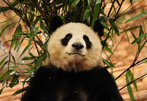 The Adorable Giant Panda Dujiangyan Panda Base Travel Photos Easy
