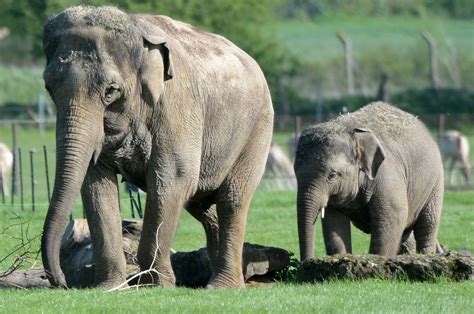 Government Must Let London And Whipsnade Zoos Reopen Zsl Urges