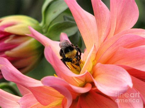Sweet Nectar Photograph By Rory Siegel Fine Art America