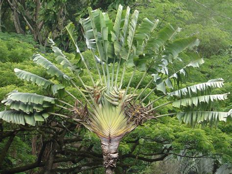 Polynesian Produce Stand ~travelers Palm~ Live Tropical Tree Ravenala