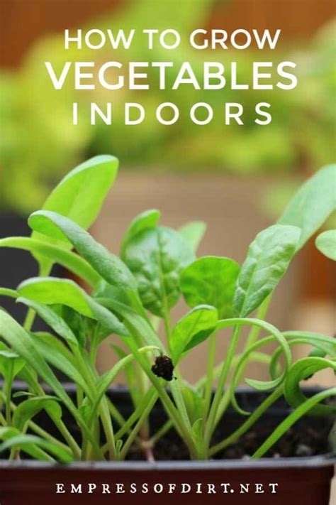 Grow Vegetables Indoors Easy Beginners Guide Growing Vegetables