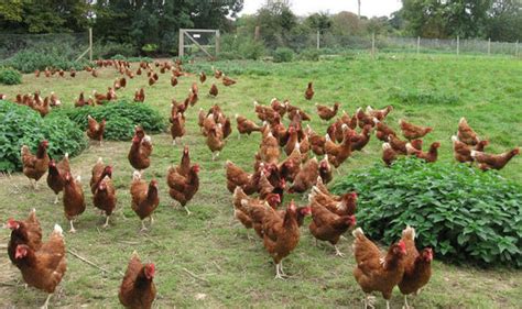 Help Save These Hens From The Slaughter House Nature News Uk