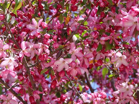 Free Images Branch Leaf Petal Bloom Produce Botany Garden Pink