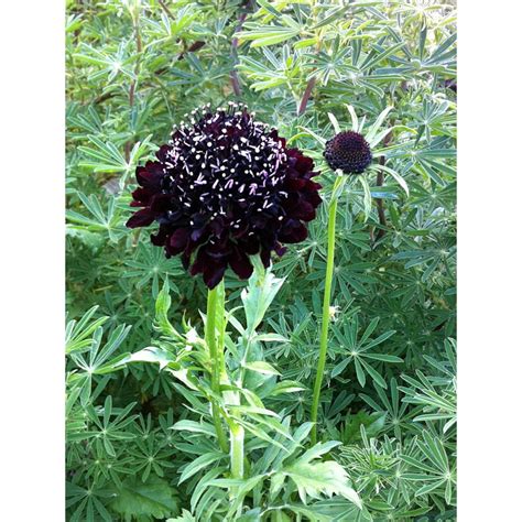 Black Knight Pincushion Flower Scabiosa Long Bloomingperennial