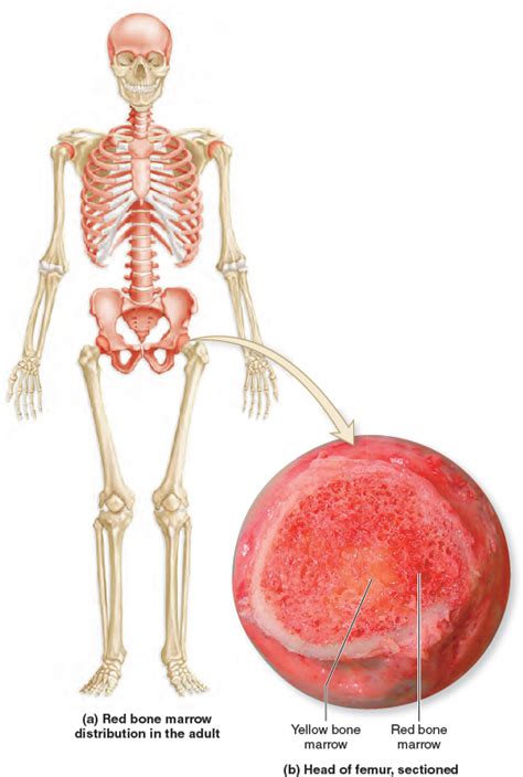 A Distribution Of Red Bone Marrow In The Adult Skeleton B