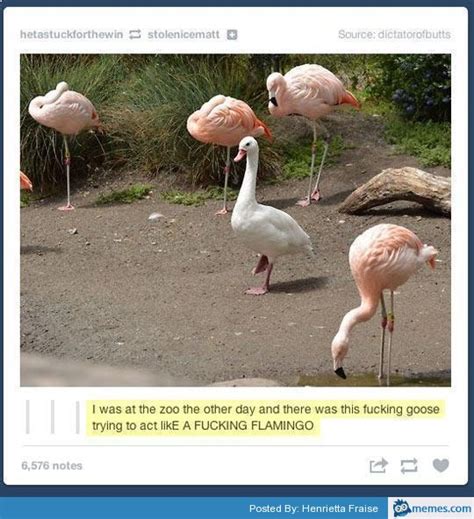 Goose Pretending To Be A Flamingo