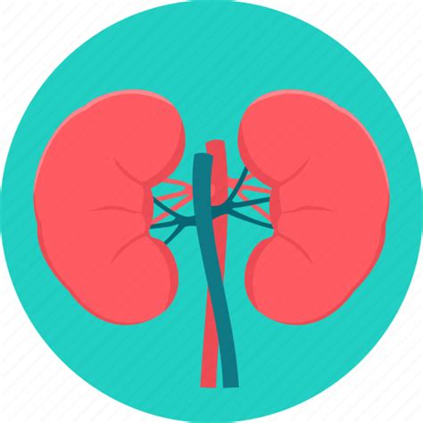 Anatomy Kidney Kidneys Medical Organ Icon