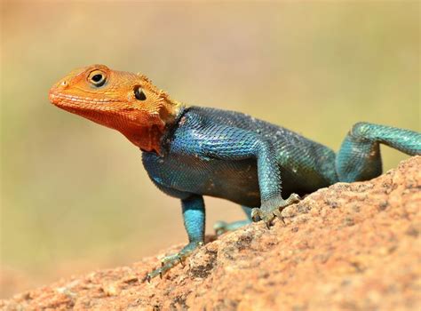 Red Headed Agama Lizard Male Lizard Redheads Beautiful Creatures