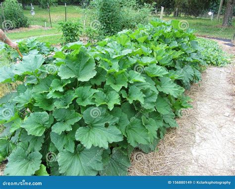 Huge Mature Zucchini Plants In Home Garden Stock Image Image Of