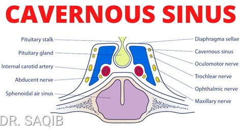 Cavernous Sinus Anatomy Youtube