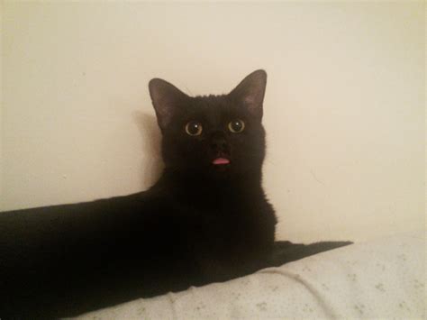 My Black Cat Being Derp Cats