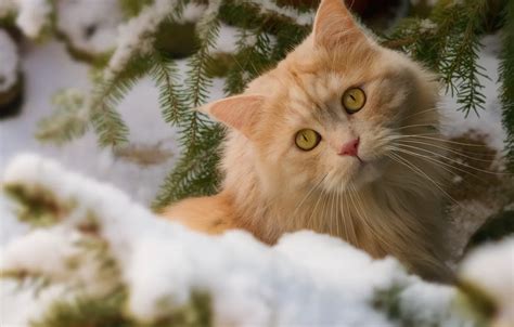 Wallpaper Winter Cat Cat Look Snow Branches Muzzle Red Cat