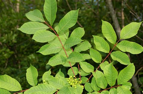 Themes, moral values, moral lessons. Pictures of Poison Sumac for Identification