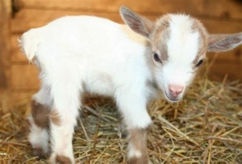 Baby Goat Cutest Paw Amazing Animals Unusual Animals Animals