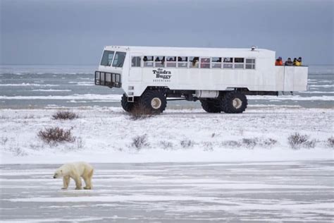 The Complete Guide For Visiting Churchill Manitoba Updated 2024