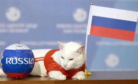 2018 fifa world cup russia to win first world cup match achilles the cat predicts