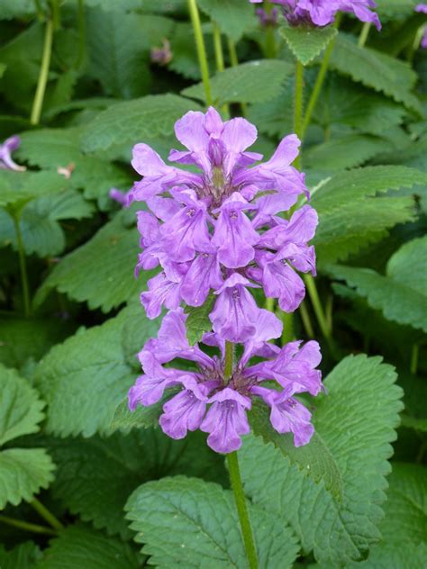 Gambar Menanam Ungu Herba Botani Flora Bunga Liar Jelatang