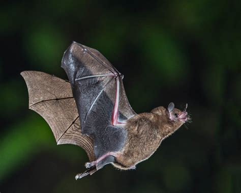 The Folklore Of Bats From Mythology To Witchcraft To Fact Owlcation