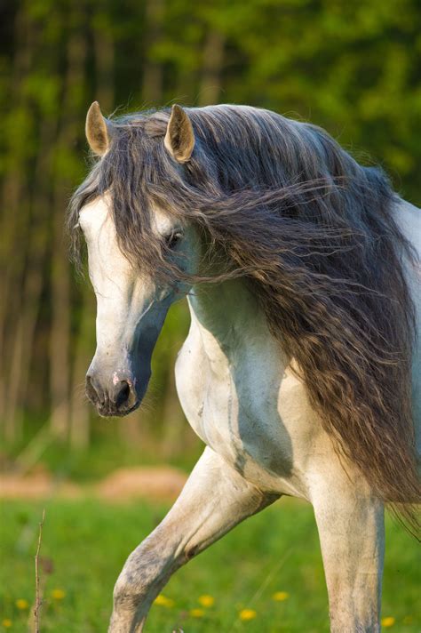 Beautiful Andalusian Andalusian Horse Friesian Horse Horse Dressage