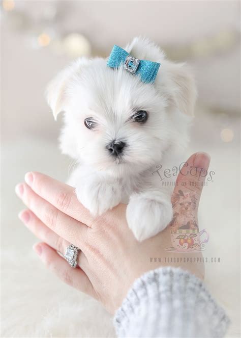 No dog breed is completely hypoallergenic. 22 Inspirational Cheap Teacup Puppies For Sale Near Me ...