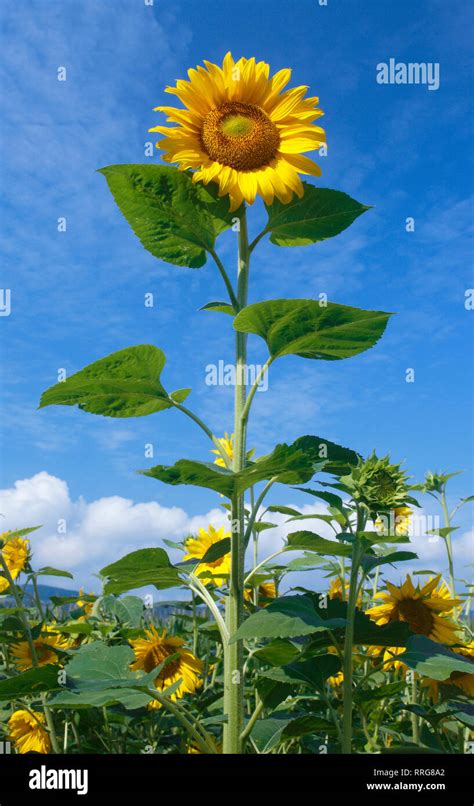 Botany Sunflower Helianthus Annuus Sunflower Switzerland
