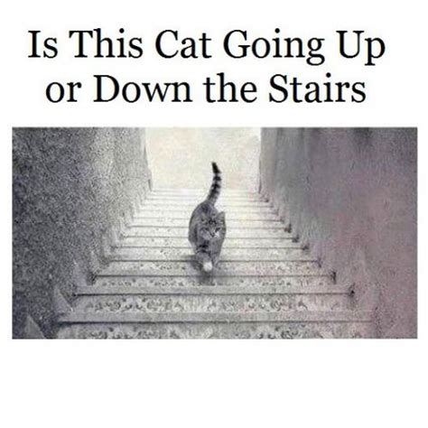 Go up the stairs means the same thing, except it has more emphasis on tired of searching? Is this cat going up or down the stairs