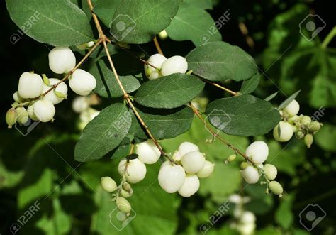 Snowberry White Bush Close Up Stock Photo Picture And Royalty