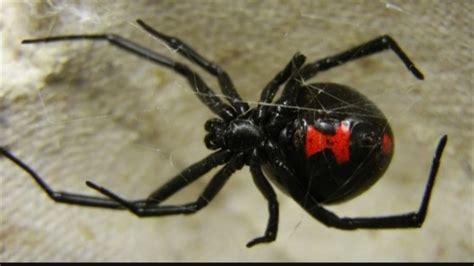 Do Black Widow Spiders Live In California Top 5 Most Dangerous