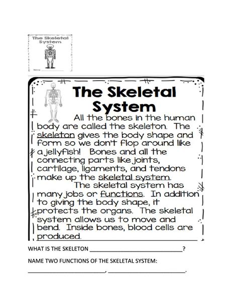 Skeletal System Worksheets Answer Key
