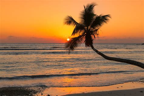 Coconut Palm At Sunset Over Tropical Beach In Jamaica Caribbean Island
