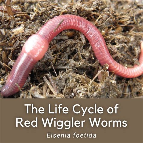 The Life Cycle And Stages Of Red Wiggler Worms Eisenia Foetida