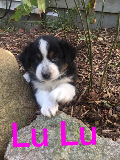 She is 8 weeks,up to date on vaccines and dewormed. Australian Shepherd Puppies For Sale | Mayville, MI #249113