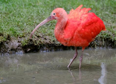 Scarlet Ibis On Show In Uk Wildlife Park Stock Image Image Of Bird