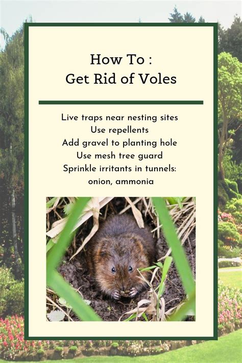 Get Rid Of Voles Gardening Tips Repellents Book Cover