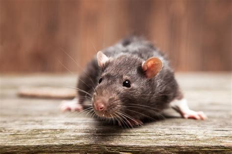Don't worry, we're going to share some tips on how to remove that sticky spray. Can Mice Eat Through Spray Foam? | Home Logic