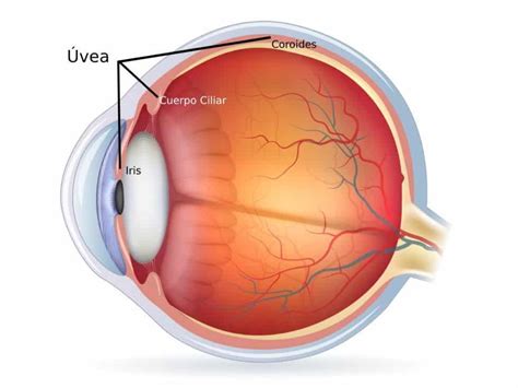 ¿qué es la Úvea Área oftalmológica avanzada