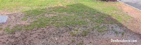 How To Get Bermuda Grass To Spread Easily Without Having Bare Spots